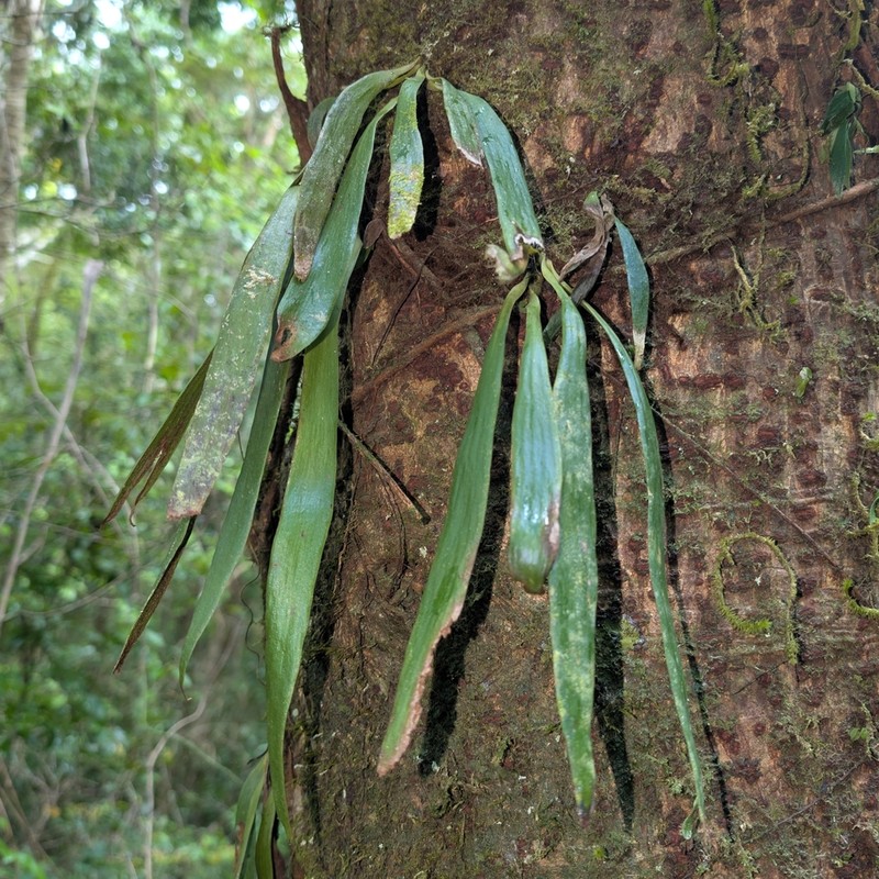 Antrophyum malgassicum photo 5
