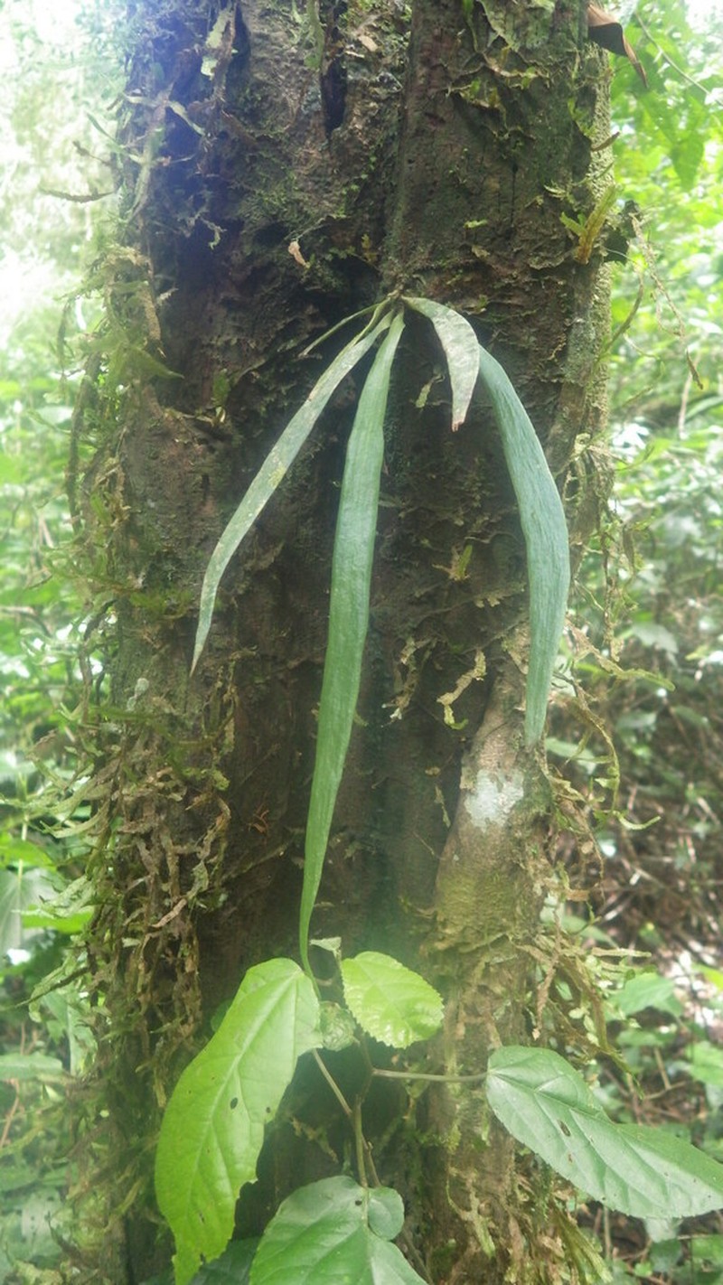 Antrophyum malgassicum photo 6