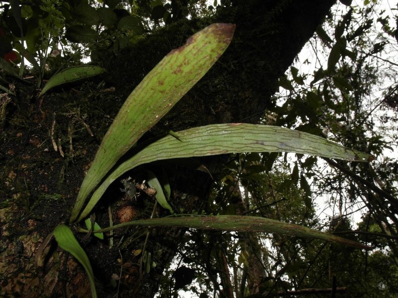 Antrophyum malgassicum photo 7