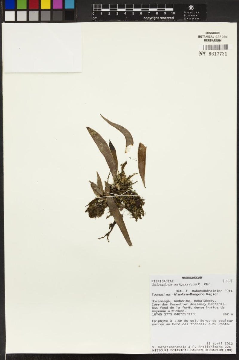 Antrophyum malgassicum photo 8