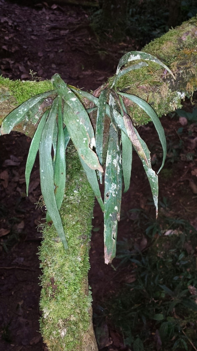 Antrophyum malgassicum