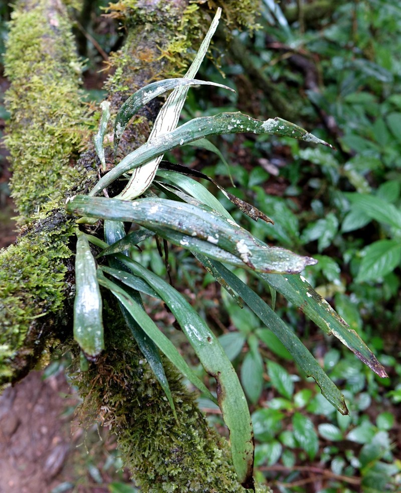 Antrophyum malgassicum photo 4