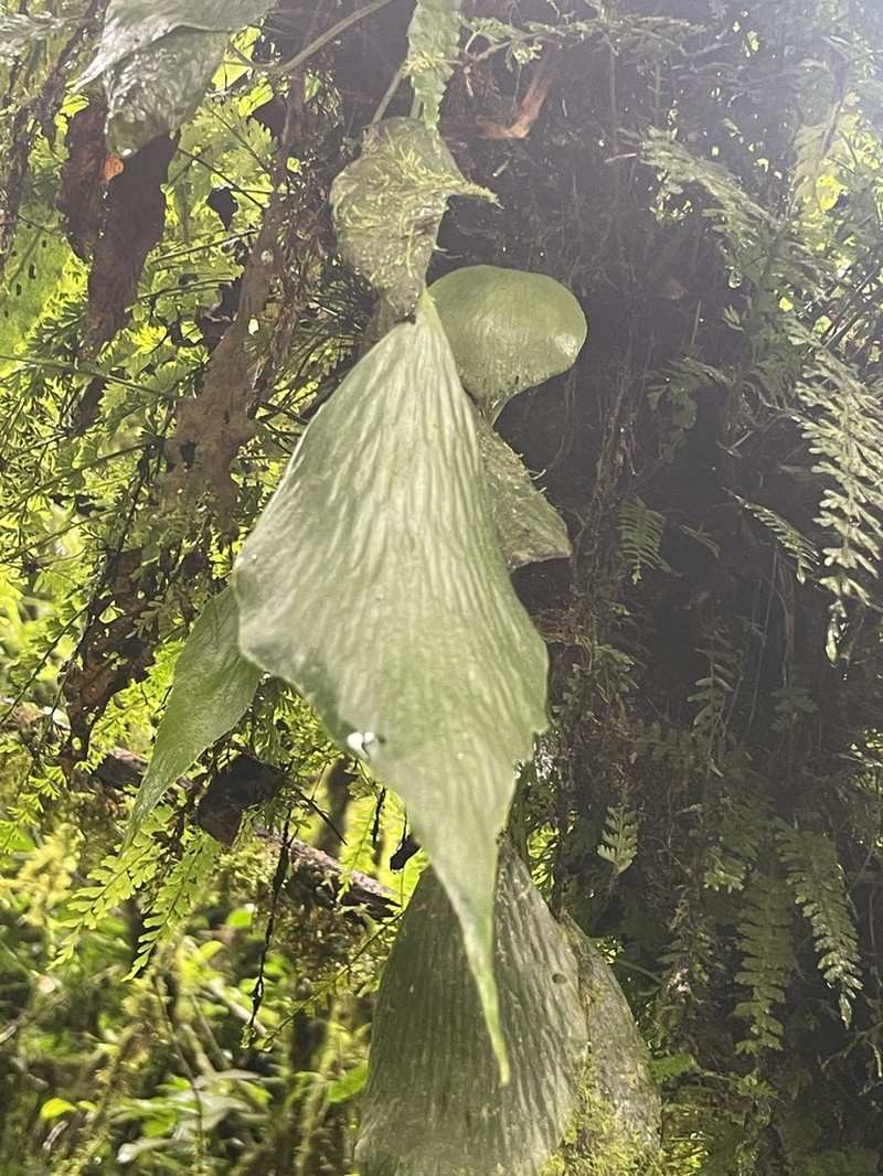 Antrophyum mannianum