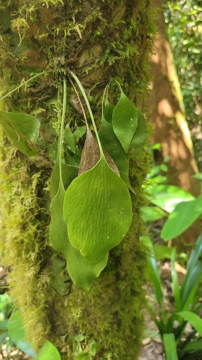 Antrophyum mannianum photo 3