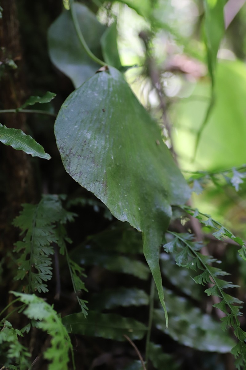 Antrophyum mannianum photo 4