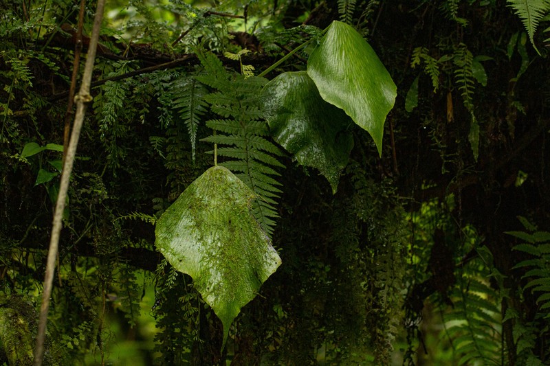 Antrophyum mannianum photo 5