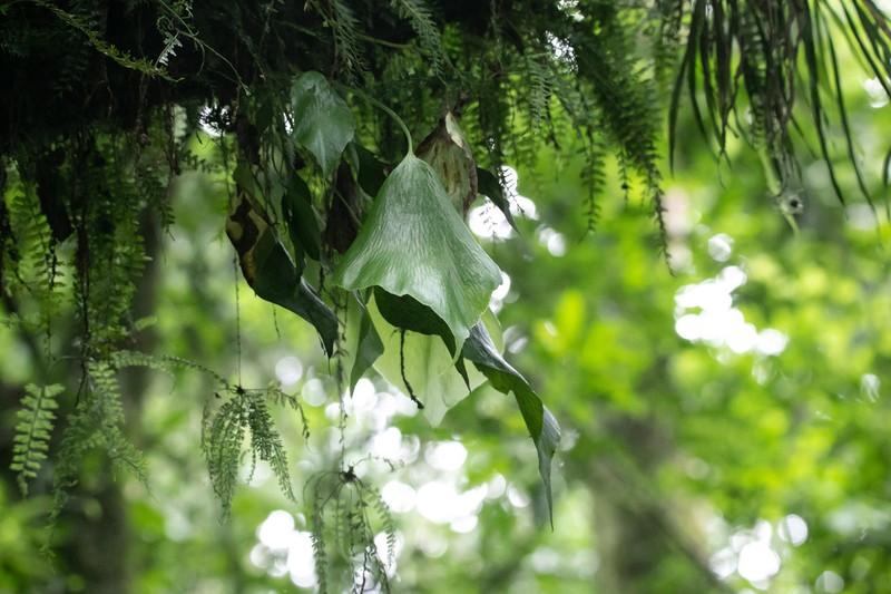 Antrophyum mannianum photo 6