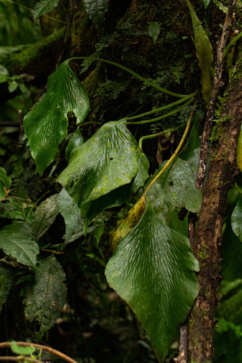 Antrophyum mannianum photo 8