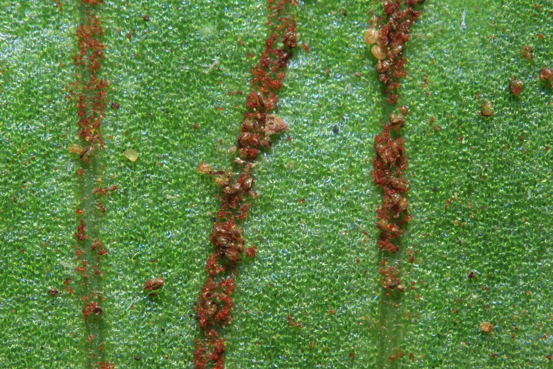 Antrophyum megistophyllum