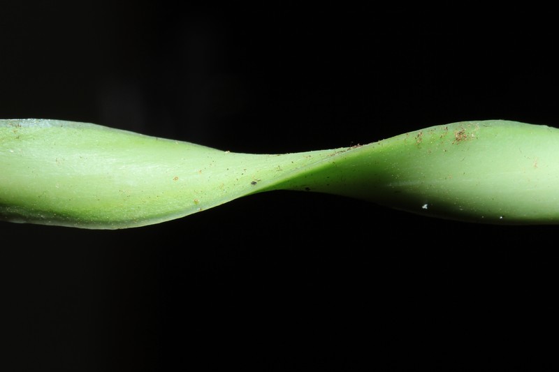 Antrophyum megistophyllum photo 2