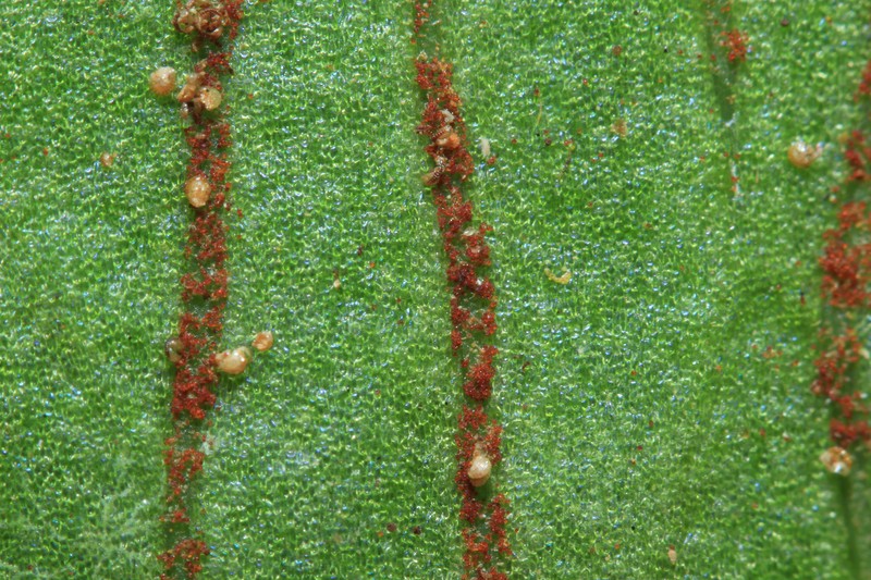 Antrophyum megistophyllum photo 3