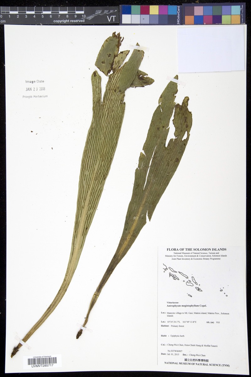 Antrophyum megistophyllum photo 4