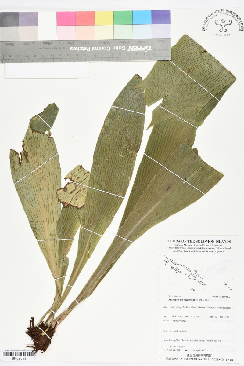 Antrophyum megistophyllum photo 5