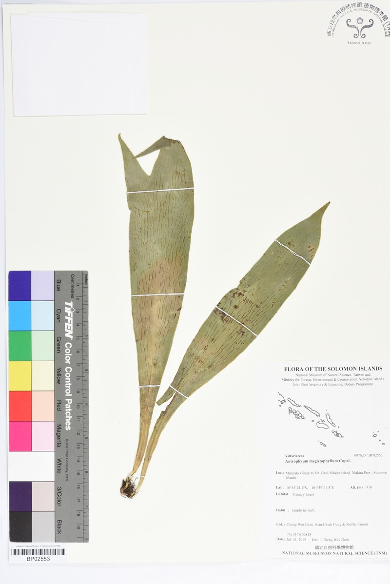 Antrophyum megistophyllum photo 6