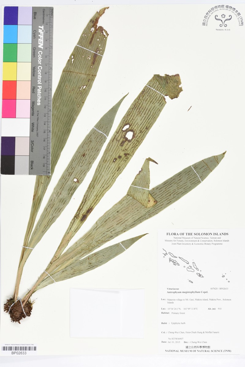 Antrophyum megistophyllum photo 7