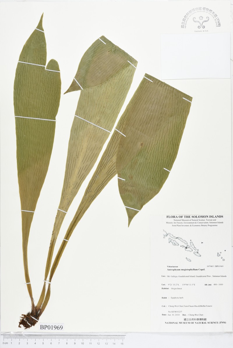 Antrophyum megistophyllum photo 8