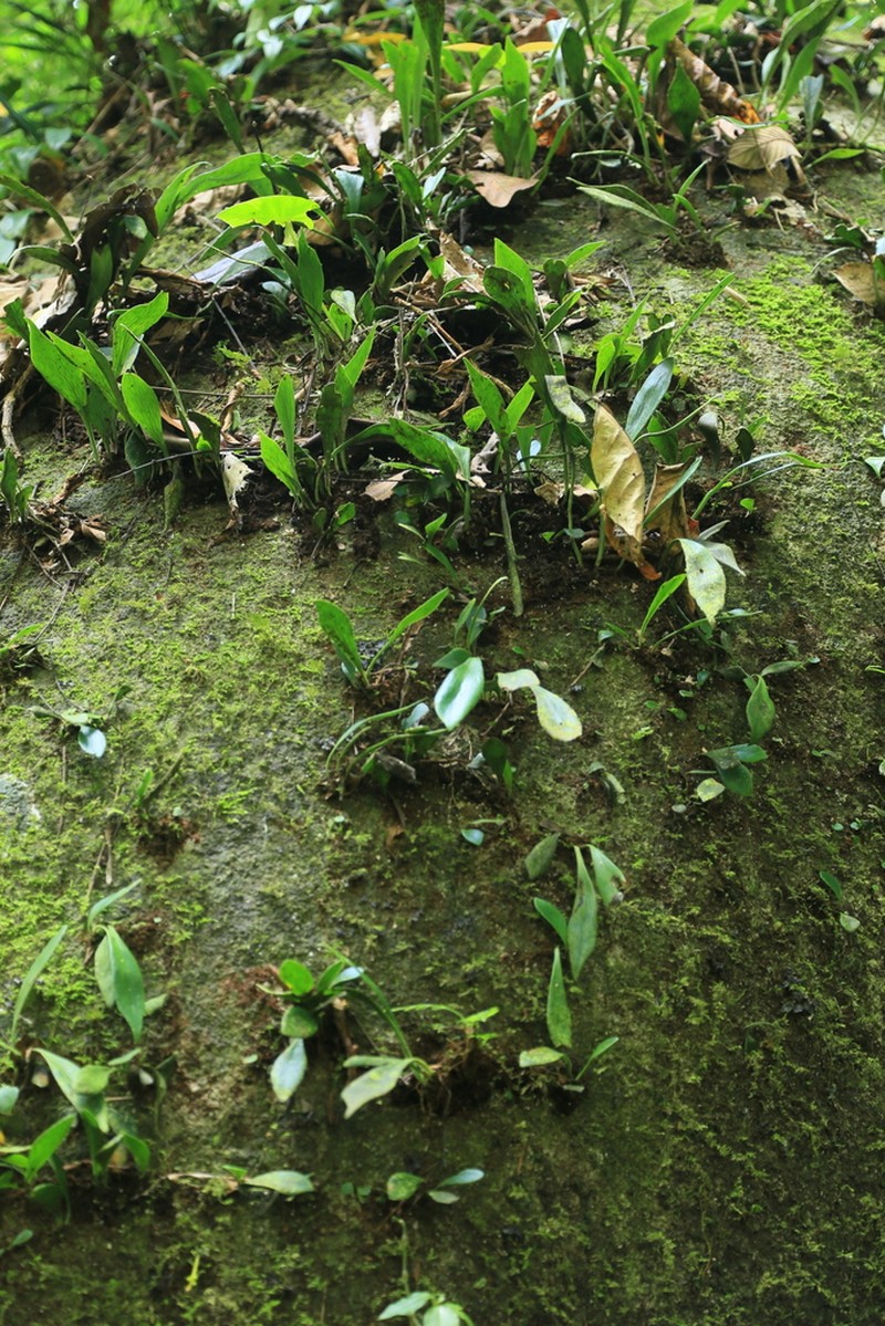 Antrophyum nambanense