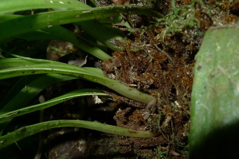 Antrophyum novae-caledoniae photo 2