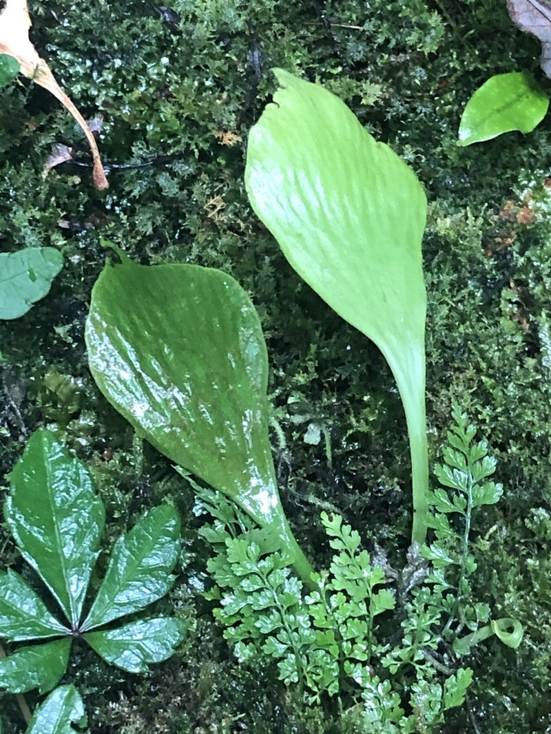 Antrophyum obovatum