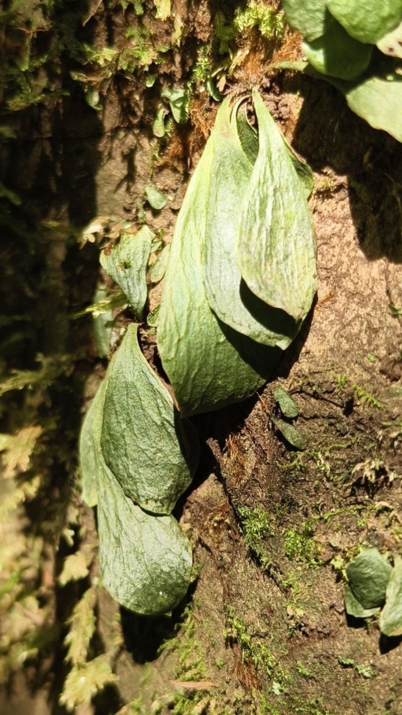 Antrophyum obovatum photo 2