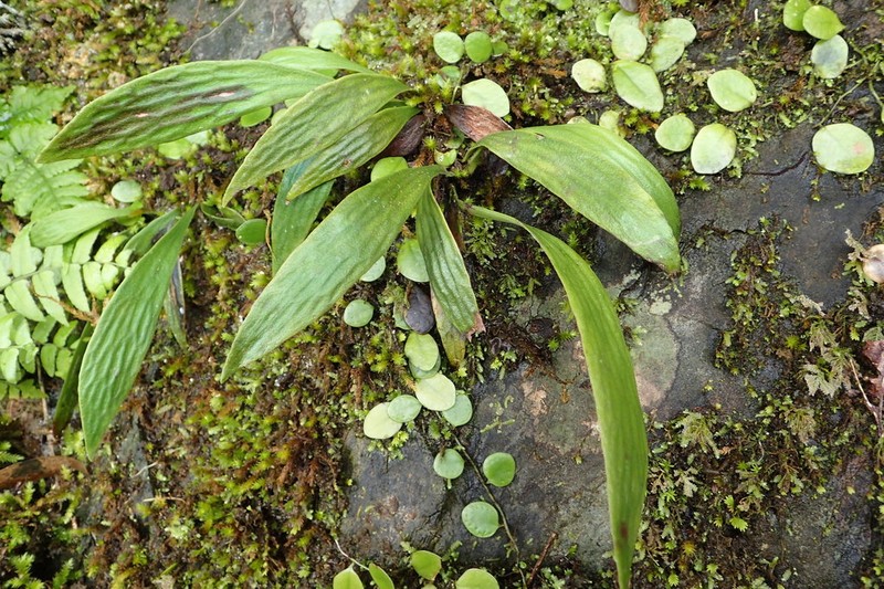 Antrophyum obovatum photo 3