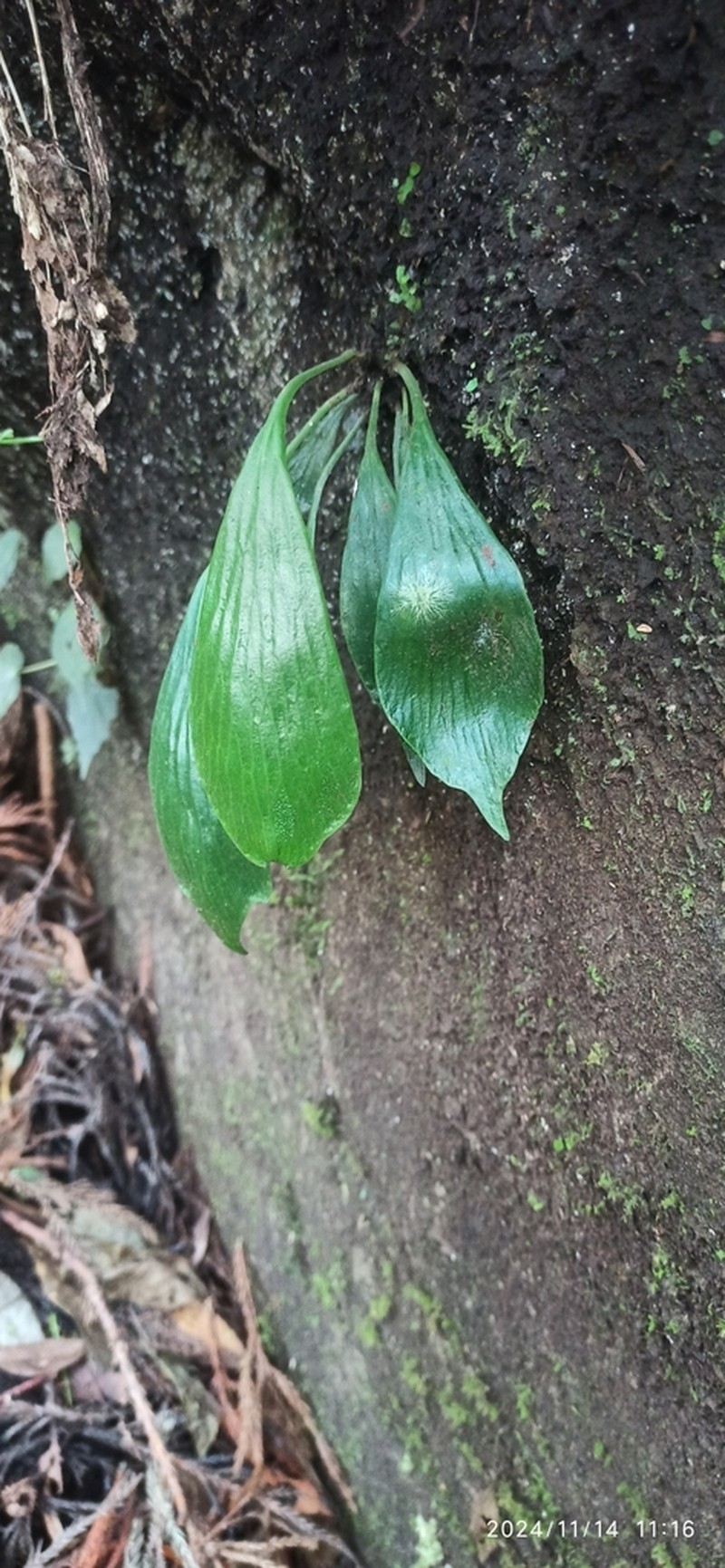 Antrophyum obovatum photo 4