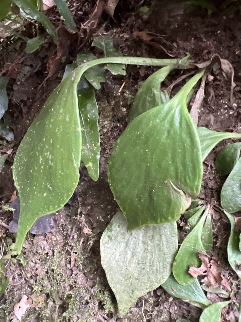Antrophyum obovatum photo 5