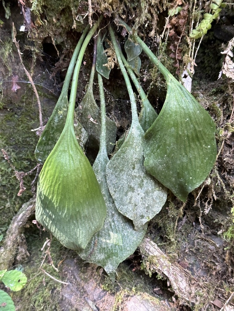 Antrophyum obovatum photo 6
