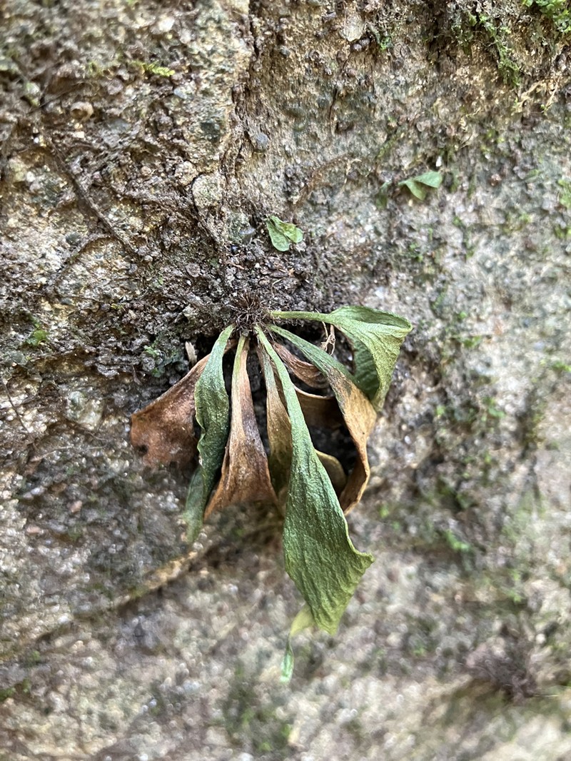 Antrophyum obovatum photo 7