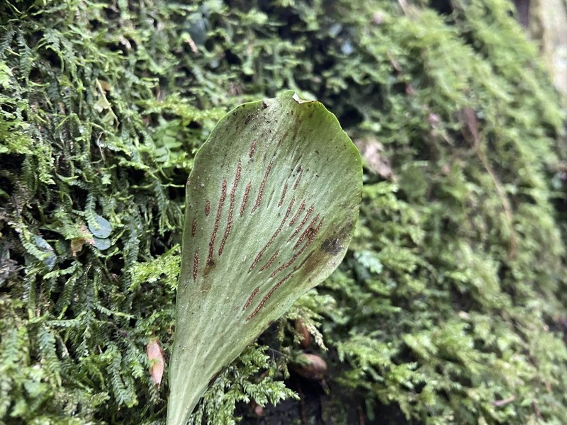 Antrophyum obovatum photo 8