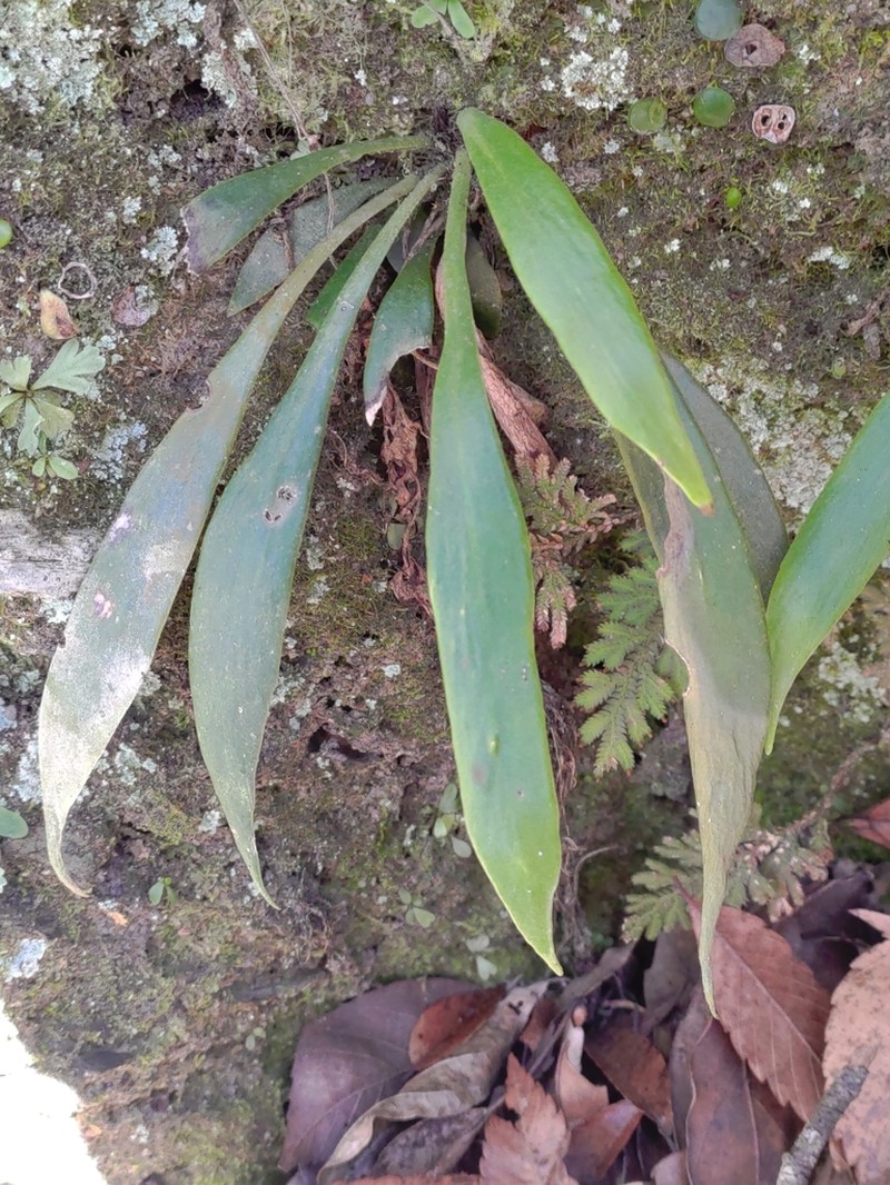Antrophyum parvulum
