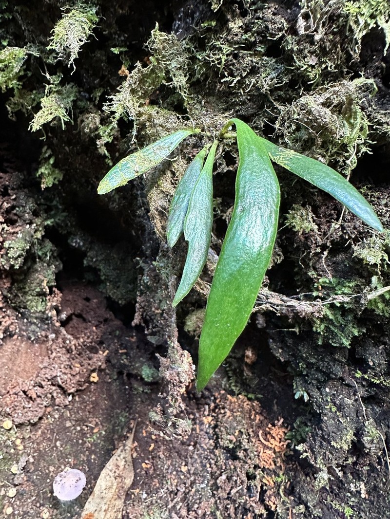 Antrophyum parvulum photo 2