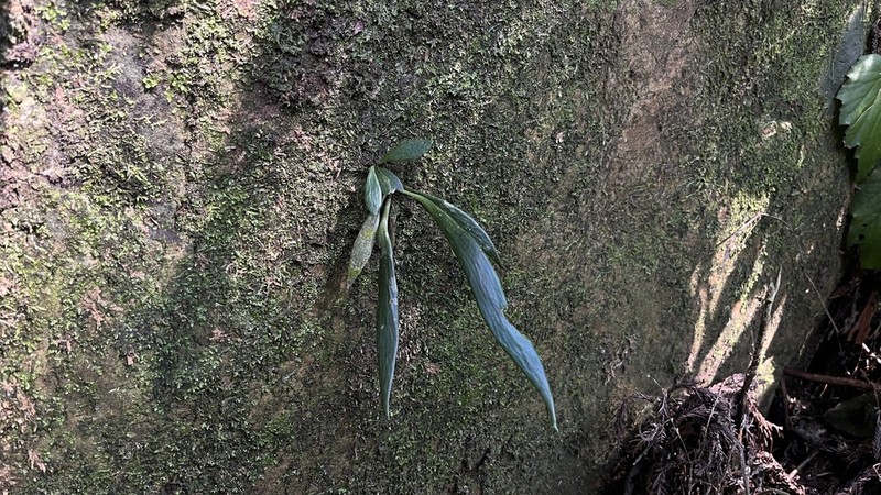 Antrophyum parvulum photo 3