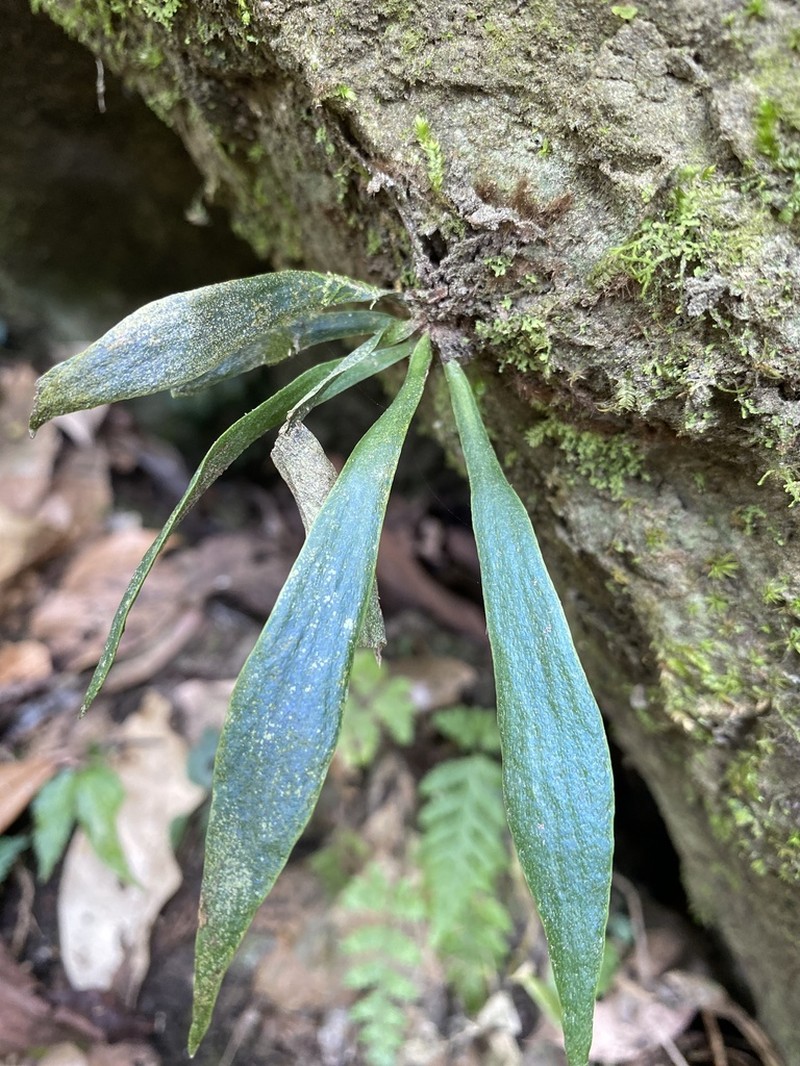 Antrophyum parvulum photo 4