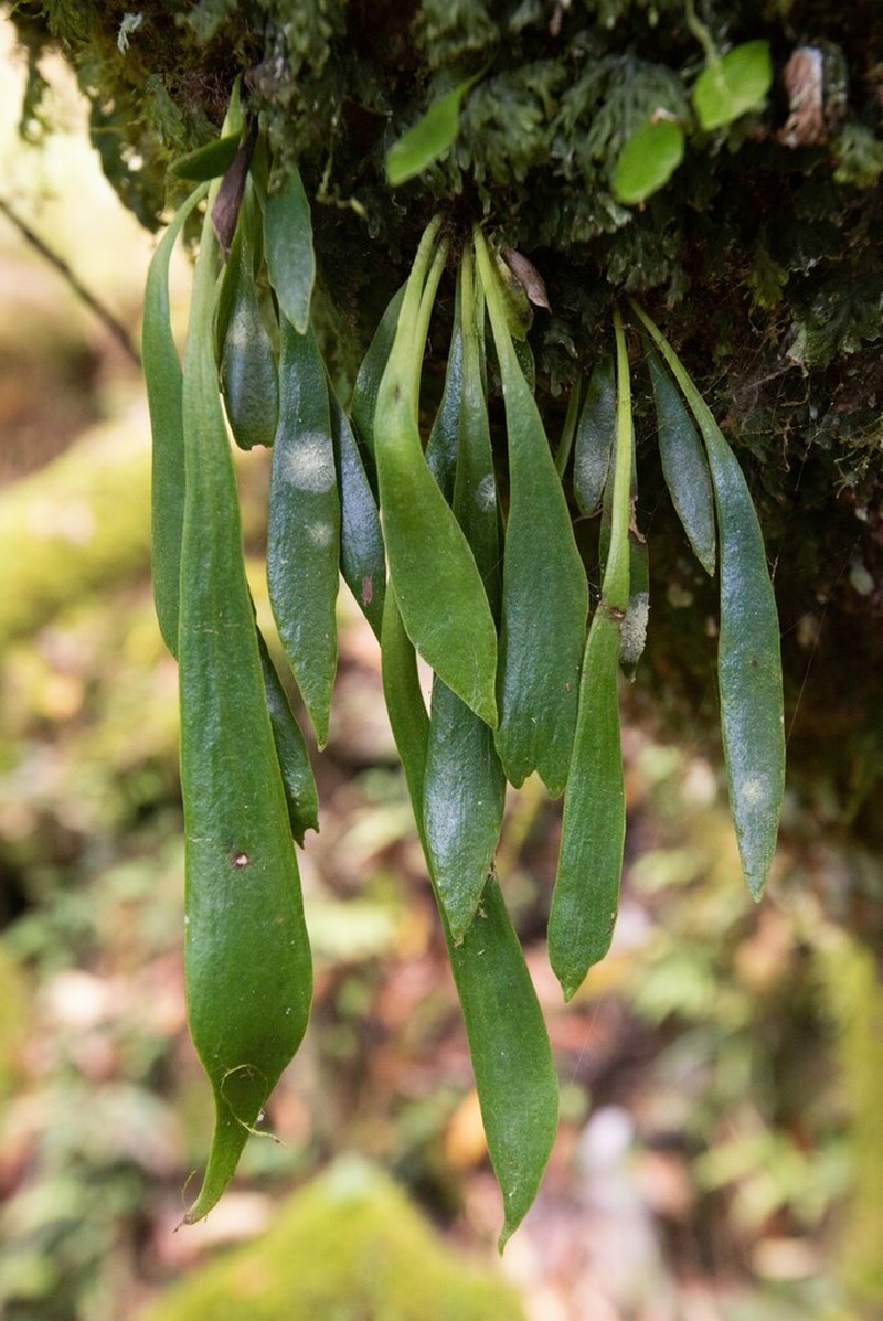 Antrophyum parvulum photo 5