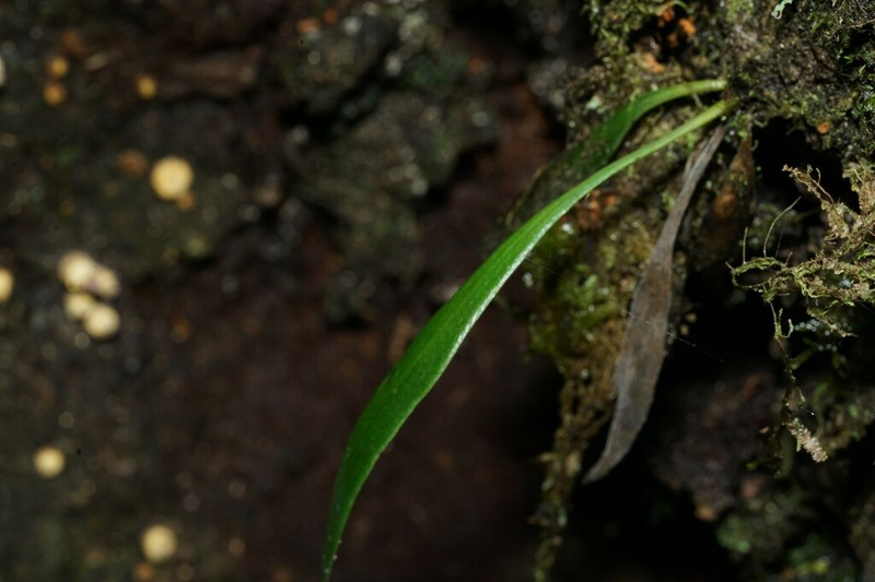 Antrophyum parvulum photo 6