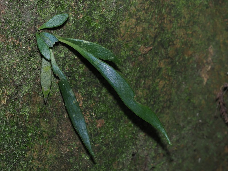 Antrophyum parvulum photo 7