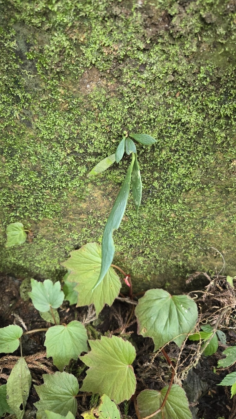 Antrophyum parvulum photo 8