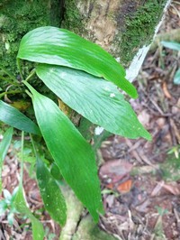 Plantain Lineleaf Fern