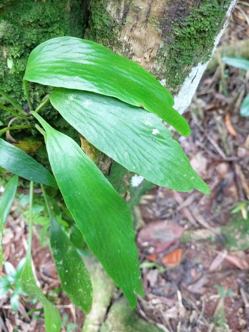 Plantain Lineleaf Fern