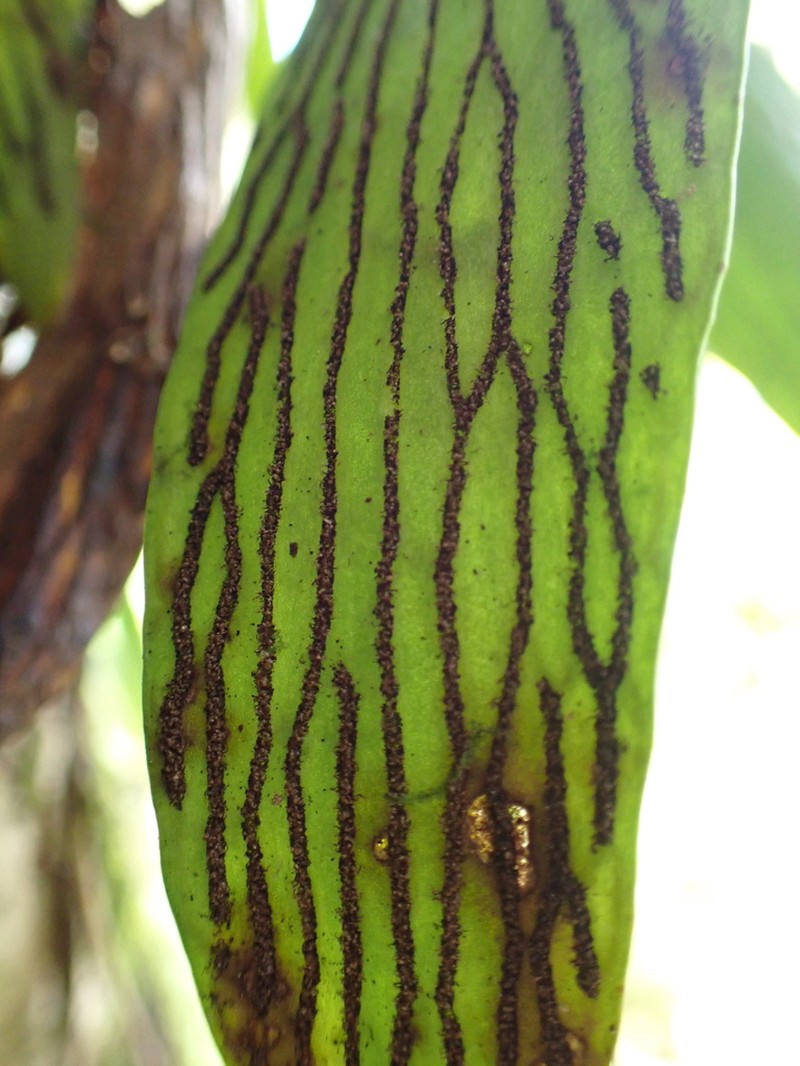 Plantain Lineleaf Fern photo 2