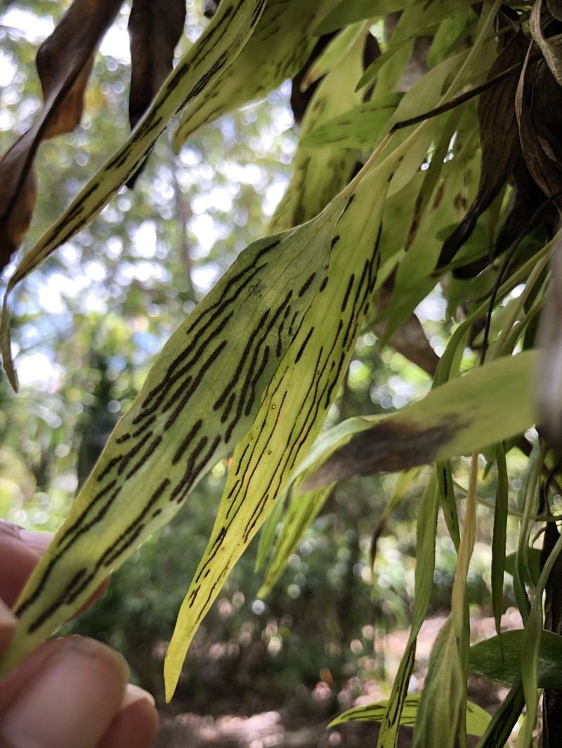 Plantain Lineleaf Fern photo 3