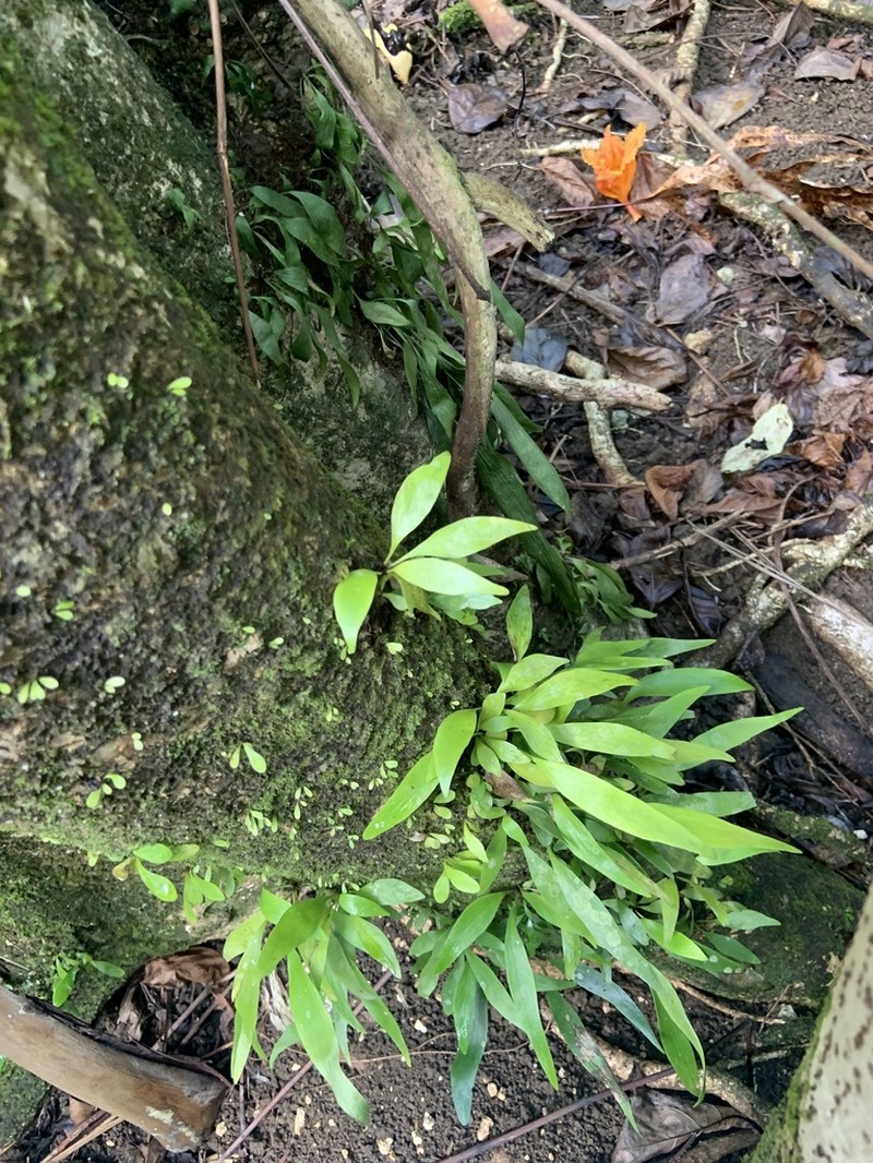Plantain Lineleaf Fern photo 4
