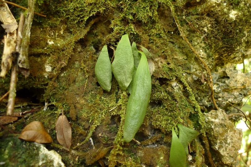 Plantain Lineleaf Fern photo 6