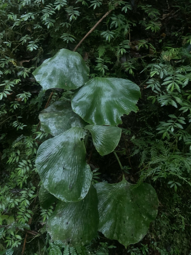 Antrophyum pseudolatifolium