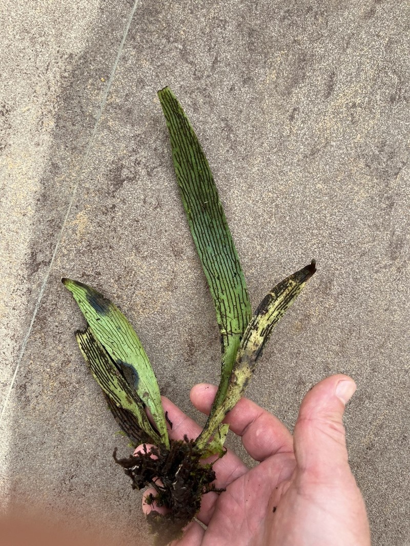 Antrophyum reticulatum