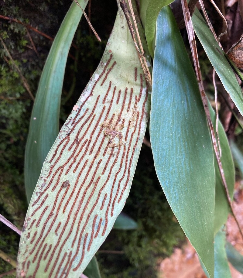 Antrophyum reticulatum photo 3
