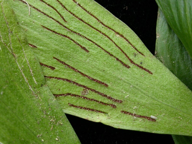 Antrophyum reticulatum photo 4