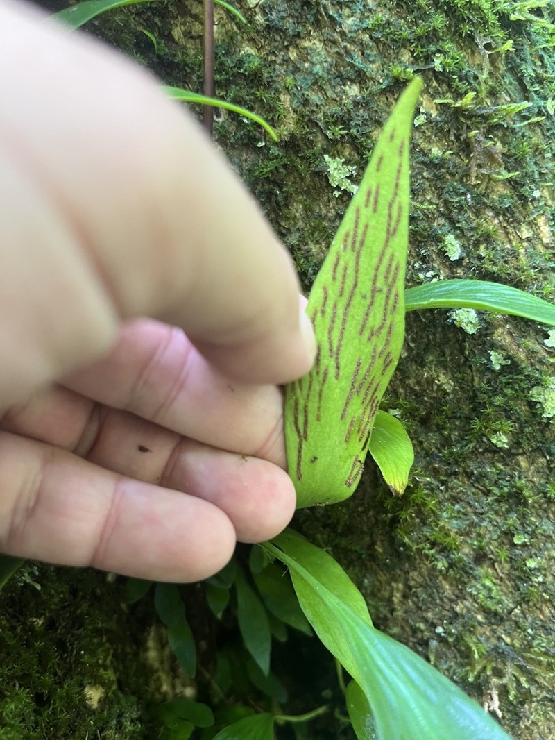 Antrophyum reticulatum photo 5