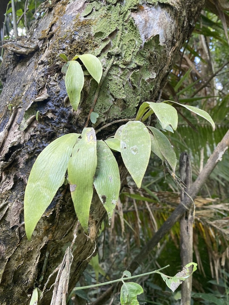 Antrophyum reticulatum photo 6
